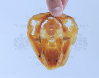 Cat head - wax finish TTT- sheet plastinate plastination plastinated anatomical wet specimen