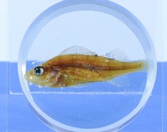 Fish perch with bubbles - real life anatomy plastination in shape of an ice hockey puck