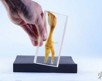 Chicken leg anatomy plastination wet specimen