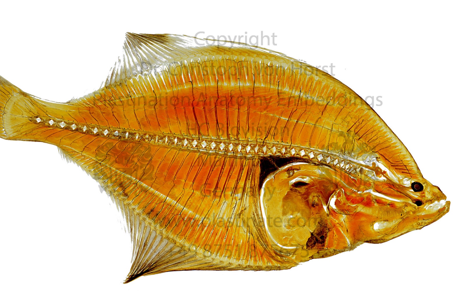 Flounder Anatomy Plastination Print Fish Flatfish Anatomical Etsy