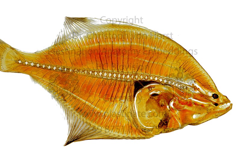Flounder anatomy plastination print fish flatfish anatomical Etsy