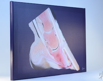 Horse hoof anatomy labelled teaching canvas print