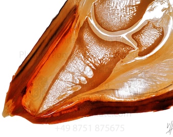 Os de cercueil de sabot de cheval incomplet, perforation de la sole du sabot, fourbure, empreinte du spécimen