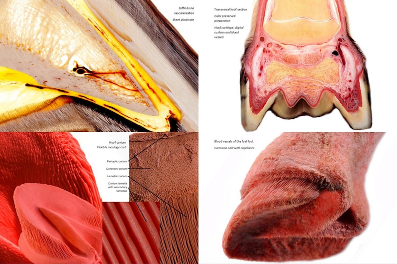 May include: A close-up view of a horse hoof cross-section, showing the internal anatomy and blood vessels. The image includes labels for the hoof corium, flexible modage cell, perioplic corium, coronary corium, laminar corium, and corium lamellae with secondary lamellae.