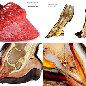 May include: A close-up image of a horse's hoof showing the internal anatomy and blood vessels. The image is divided into four sections, each showing a different view of the hoof. The top left section shows a red, 3D model of the blood vessels in the hoof. The top right section shows a comparison of a healthy and a lame horse hoof. The bottom left section shows a cross-section of a horse's hoof, showing the internal anatomy. The bottom right section shows a close-up of the hoof's sole, showing the laminae and the coffin bone.
