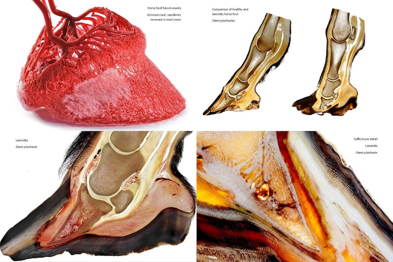 May include: A close-up image of a horse's hoof showing the internal anatomy and blood vessels. The image is divided into four sections, each showing a different view of the hoof. The top left section shows a red, 3D model of the blood vessels in the hoof. The top right section shows a comparison of a healthy and a lame horse hoof. The bottom left section shows a cross-section of a horse's hoof, showing the internal anatomy. The bottom right section shows a close-up of the hoof's sole, showing the laminae and the coffin bone.
