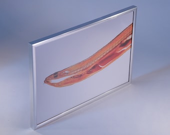 Eel Fish Plastinate Print Plastination Anatomical Picture