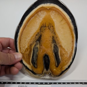 Exclusief paardenhoefanatomieplastinaat – wetenschappelijk exemplaar (AIAPA-aanbieding)