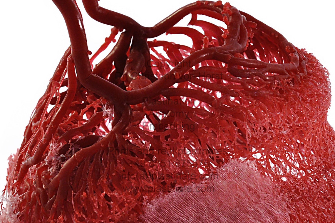 Equine hoof blood vessel cast hoof venogram corium Etsy