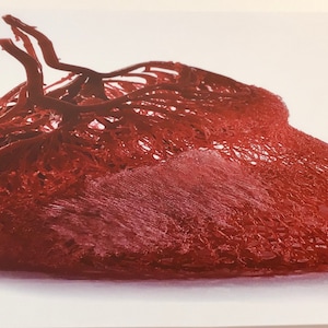 Equine hoof blood vessel cast hoof venogram corium vascularisation image print image 5