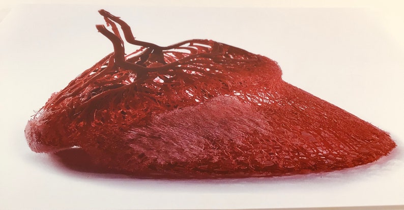 Equine hoof blood vessel cast hoof venogram corium vascularisation image print image 5