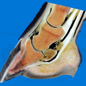 Paard distale ledemaat doodskist bot hoefkatrol slijmbeurs hoefgewricht buigpees elastisch en collageenvezels kraakbeen plastinatie afbeelding afdruk