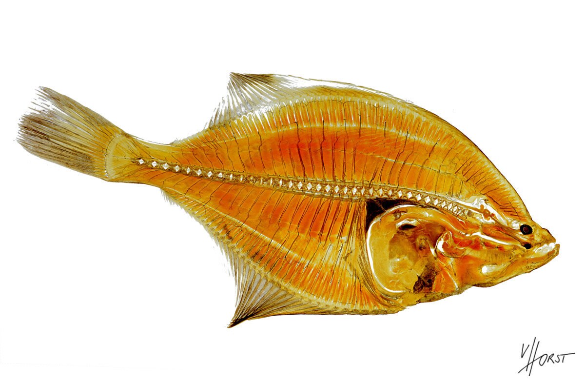 Flounder anatomy plastination print fish flatfish anatomical Etsy