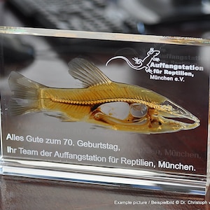 Könnte beinhalten: Eine transparente Acrylglas-Vitrine mit einem konservierten Fisch darin. Die Vitrine hat ein weißes Etikett mit dem Text "Auffangstation für Reptilien, München e.V." und "Alles Gute zum 70. Geburtstag, Ihr Team der Auffangstation für Reptilien, München."