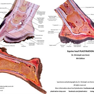 May include: A cross-section of a horse's hoof, showing the internal anatomy and structures. The hoof is preserved using plastination, a technique that replaces fluids with polymers, preserving the tissue and allowing for detailed study. The image is labeled with anatomical terms, including the hoof wall, frog, and digital cushion.
