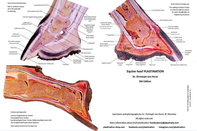 May include: A cross-section of a horse's hoof, showing the internal anatomy and structures. The hoof is preserved using plastination, a technique that replaces fluids with polymers, preserving the tissue and allowing for detailed study. The image is labeled with anatomical terms, including the hoof wall, frog, and digital cushion.