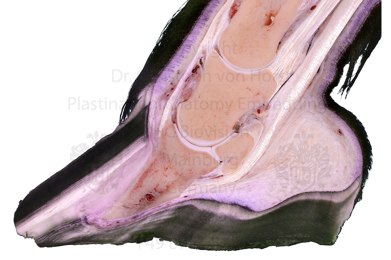 Equine Laminitis Foundered Horse Hoof Pathology Coffin Bone Etsy