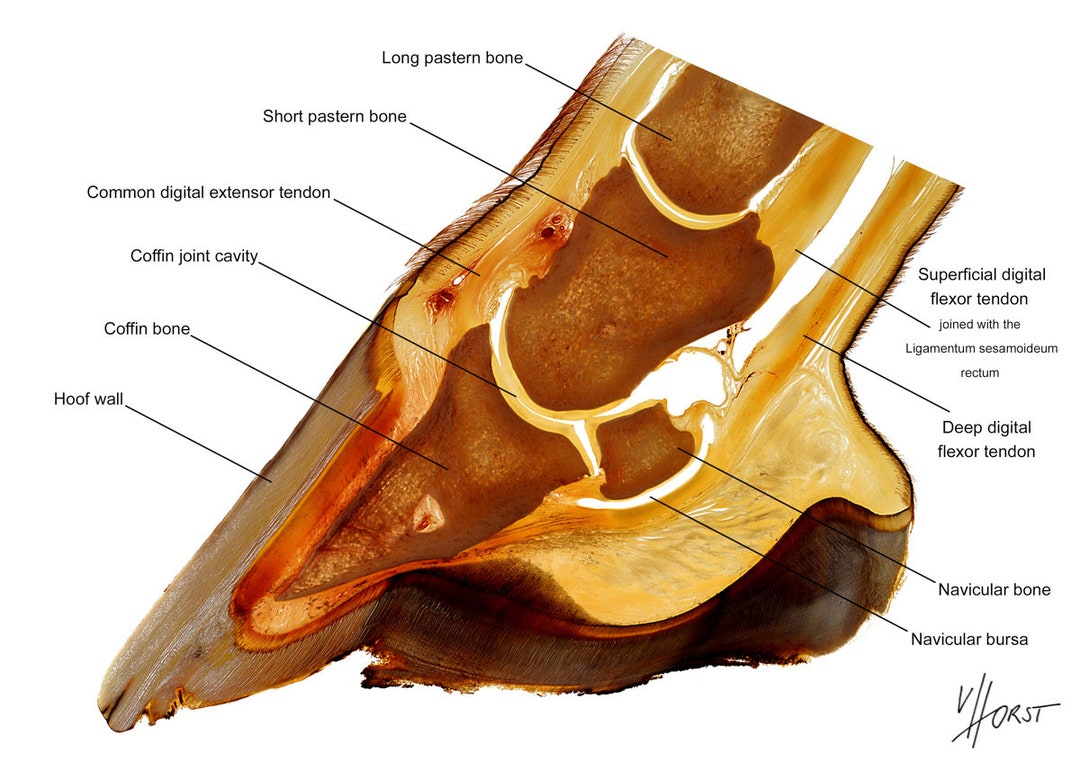 Horse hoof anatomy labelled teaching chart equine foot Etsy 日本