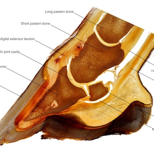 Horse hoof anatomy labelled teaching chart equine foot anatomical plastination specimen image print morphology detail views