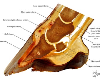 Anatomie des sabots de cheval étiquetée tableau d’enseignement pied équin plastination anatomique spécimen image imprimer morphologie détail vues