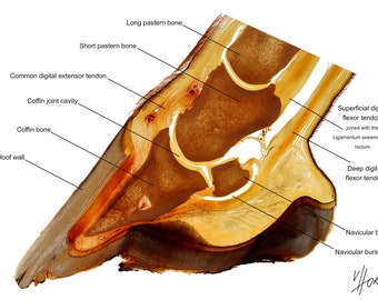 Horse hoof anatomy labelled teaching chart equine foot anatomical plastination specimen image print morphology detail views