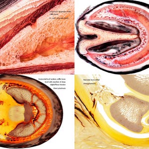 May include: Four cross-sections of a horse hoof, showing the internal anatomy. The images are labeled with anatomical terms, including the coffin bone, navicular bone, and deep digital flexor tendon.