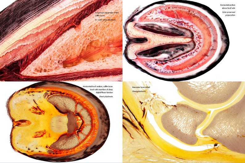 May include: Four cross-sections of a horse hoof, showing the internal anatomy. The images are labeled with anatomical terms, including the coffin bone, navicular bone, and deep digital flexor tendon.