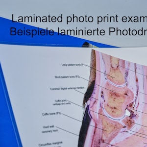 Equine hoof blood vessel cast hoof venogram corium vascularisation image print image 6