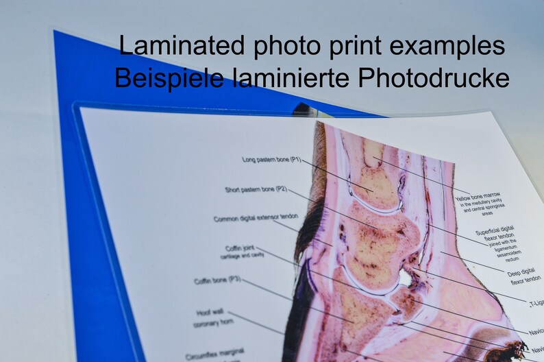 Equine hoof blood vessel cast hoof venogram corium vascularisation image print image 6