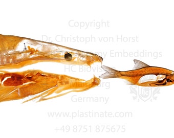 Fish anatomy sheet plastination specimen print - Comparative morphology of fish anatomical chart