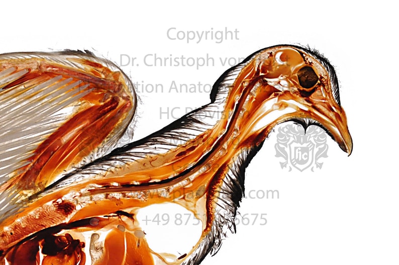 Pigeon bird anatomy anatomical plastination morphology | Etsy