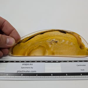 Anatomie van de hoef van een paard. Echt anatomisch plastinaat. Plastinatiemonster voetpodologie bij paarden. AIAPA biedt een veterinair lesmodel.