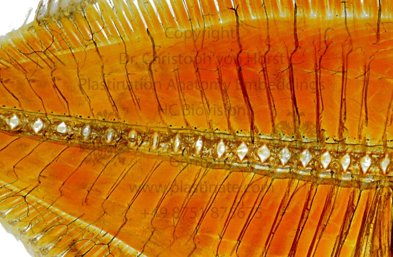 Flounder anatomy plastination print fish flatfish anatomical Etsy