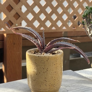 May include: A small succulent plant with long, spiky, dark purple leaves growing in a speckled brown ceramic pot.