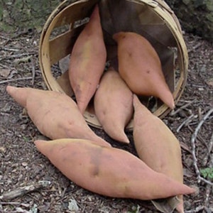 Puede incluir: Una cesta llena de seis batatas de cerámica marrón hechas a mano. La cesta está hecha de madera tejida y tiene un color marrón claro. Las batatas están dispuestas en una pila, con algunas que se caen de la cesta. El texto "Sassafras Hill Primitives" está escrito en rojo cursivo en la parte superior de la imagen. El texto "Spicy Yams" está escrito en rojo cursivo en la parte inferior de la imagen.
