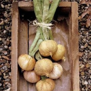 Pode incluir: Um molho de cebolas de cor castanho dourado amarradas com um barbante e colocadas numa caixa de madeira. A caixa está sobre um leito de pequenas pedras cinzentas. O texto "shp07-255" está impresso na parte inferior da caixa.