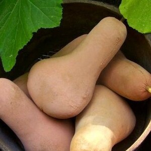 Pode incluir: Close-up de várias abóboras butternut num recipiente escuro, com folhas verdes no fundo. As abóboras são de cor castanho claro e têm formato de pera. O texto no topo diz "Grubby Old Butternut Squash" e na parte inferior "Sassafras Hill Primitives."
