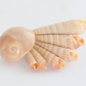 Vintage Sea Shell Brooch - Natural Beach Collection Pin // lululglitterbug