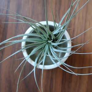 MADE to ORDER Mini Planter for air plants or succulents image 2