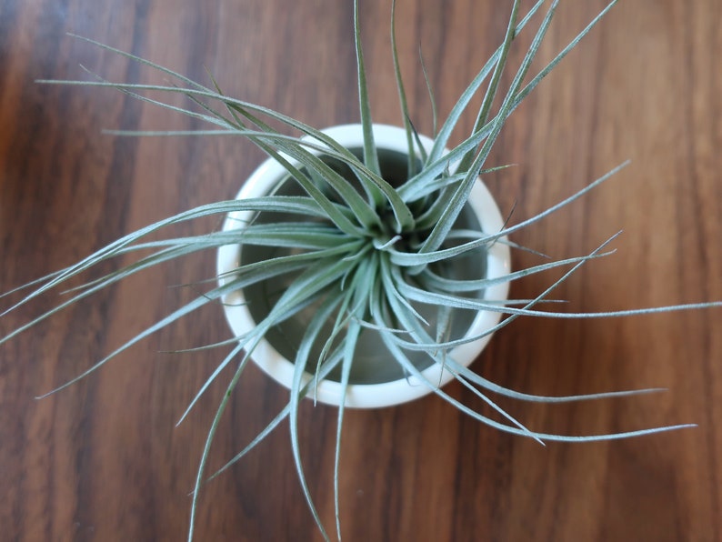 MADE to ORDER Mini Planter for air plants or succulents image 2