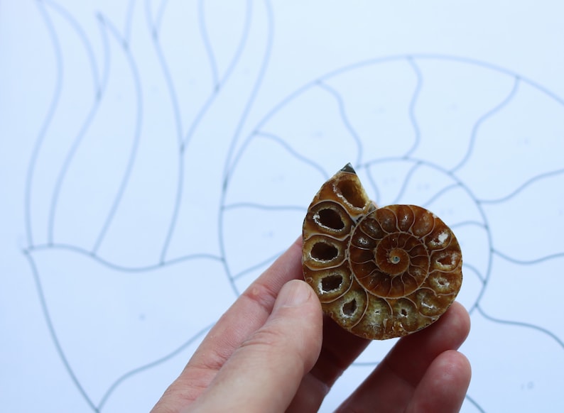 May include: A hand holds a polished, brown ammonite fossil, showcasing its intricate spiral structure and internal chambers. The fossil is set against a backdrop of a stained glass design, suggesting a craft project or artistic inspiration.