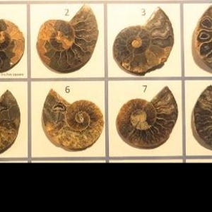 May include: Eight fossilized ammonite shells, each with a unique spiral pattern, are displayed in individual white-bordered squares. The shells vary in color from light brown to dark brown, with visible internal chambers. The text reads: Box interior is about 1.75 inches square.