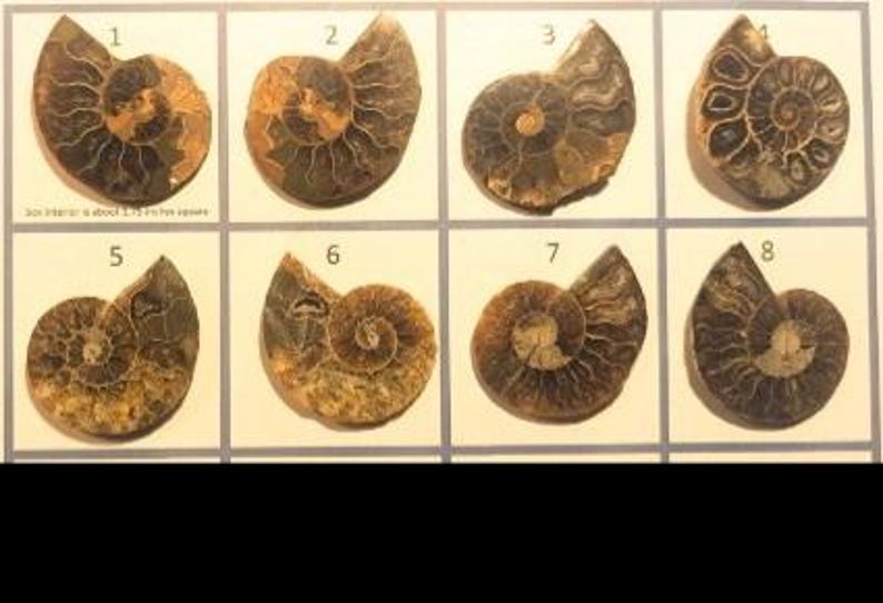 May include: Eight fossilized ammonite shells, each with a unique spiral pattern, are displayed in individual white-bordered squares. The shells vary in color from light brown to dark brown, with visible internal chambers. The text reads: Box interior is about 1.75 inches square.