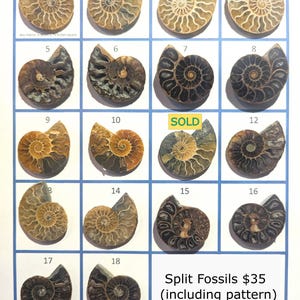 Paper Pattern and Tutorial - Stained Glass - Ammonite Fossil - option to include fossil --Neile Cooper image 6