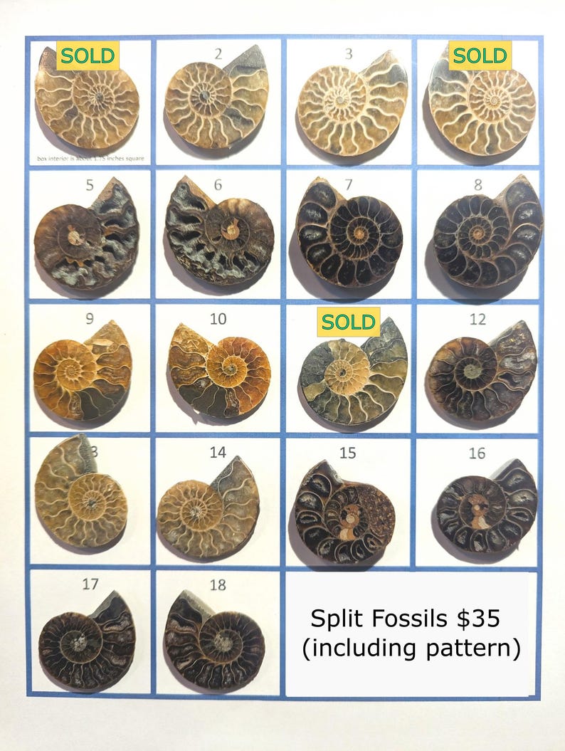 Paper Pattern and Tutorial - Stained Glass - Ammonite Fossil - option to include fossil --Neile Cooper image 6