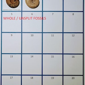 May include: A grid with numbered boxes, featuring two whole, unsplit fossils. The text "WHOLE / UNSPLIT FOSSILS" appears at the top and bottom. The box interior is about 1.75 inches square.