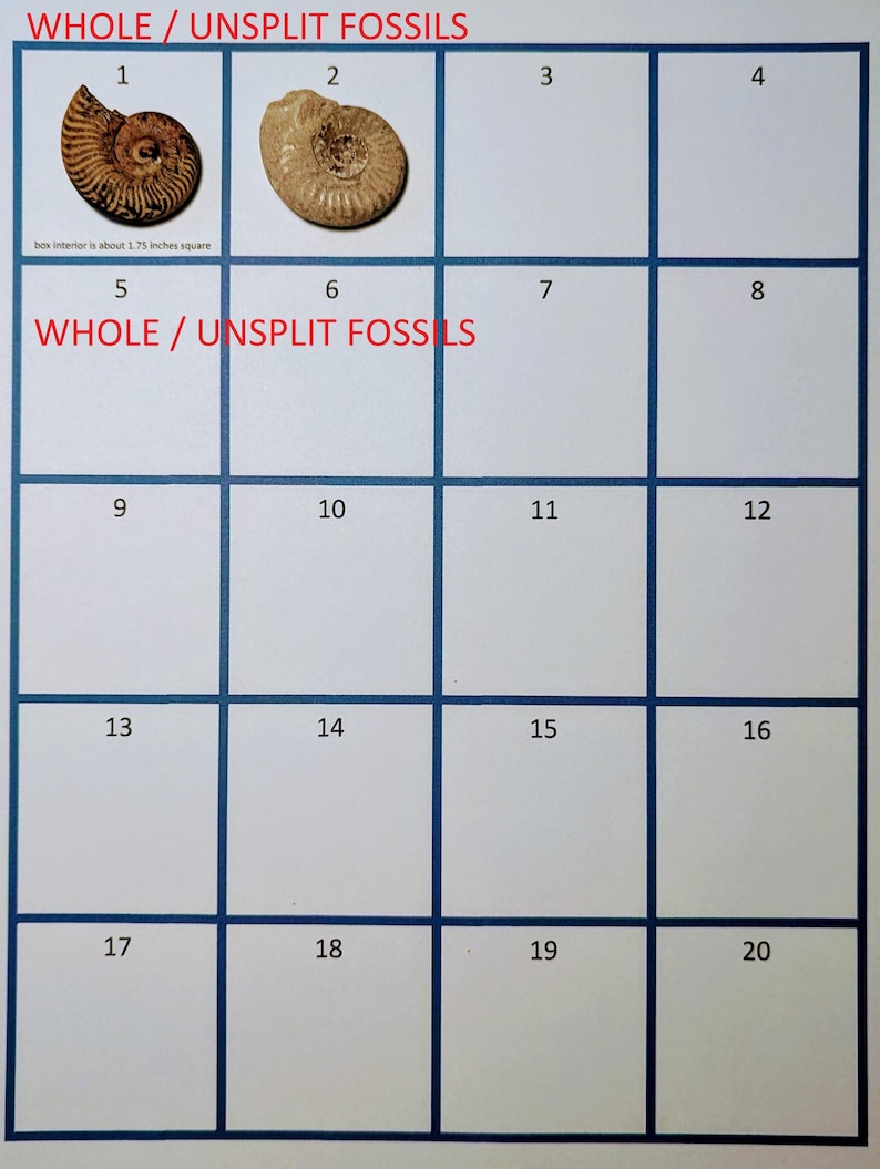 May include: A grid with numbered boxes, featuring two whole, unsplit fossils. The text "WHOLE / UNSPLIT FOSSILS" appears at the top and bottom. The box interior is about 1.75 inches square.
