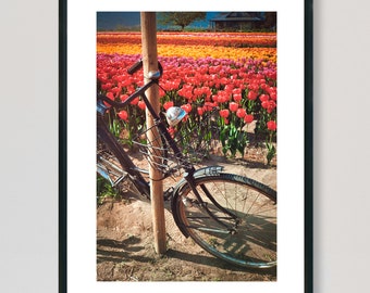 Bike Surrounded by Tulips | Analogue Photography | 35mm Film | Vintage Wall Decor