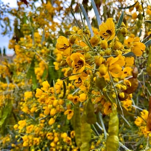 Silver Cassia Seeds (40)