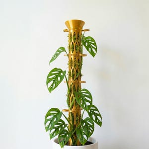 Buildable Moss Pole System Set 1.5 in Dia. with Short Bodies and Leafy Stem Support for Climbing Plants, Philodendron, Monstera & More